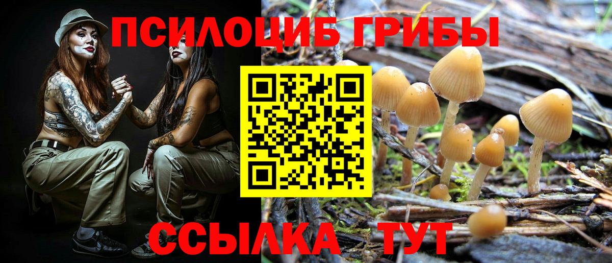 Псилоцибиновые грибы Psilocybine cubensis Вольск