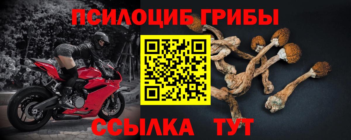 Галлюциногенные грибы Psilocybe Вольск